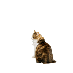 A Cat Sitting On The Door Mat Looking Out The Door 15062 - Cat PNG image with transparent background